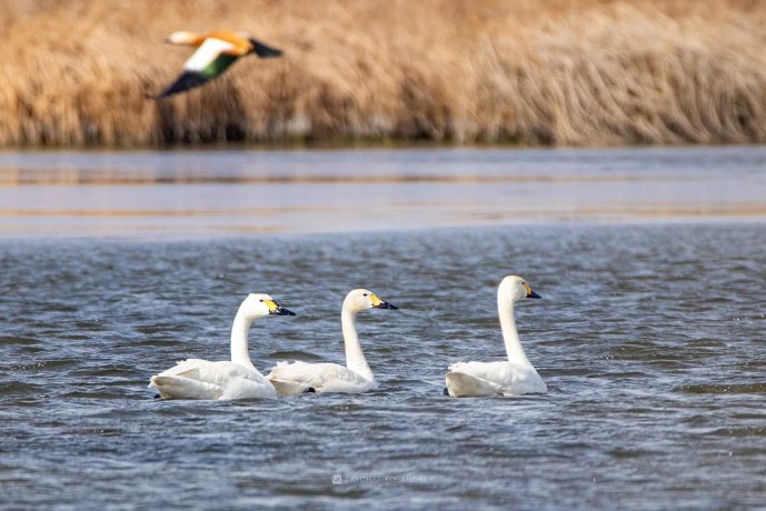 Фото: Андрей Зайченко