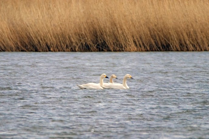 Фото: Андрей Зайченко