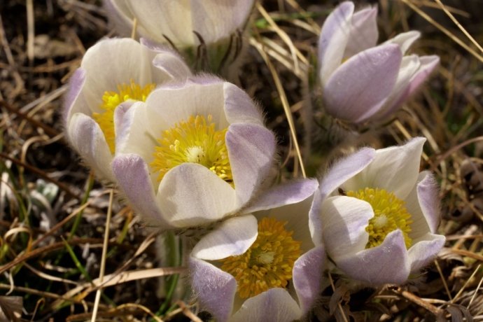 Фото: Минприроды Хакасии