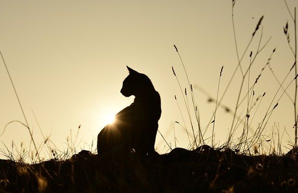 Фото: Erhan Sinmaz / Shutterstock / Fotodom