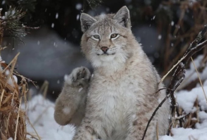Фото: телеграм-канал Заповедник Буреинский