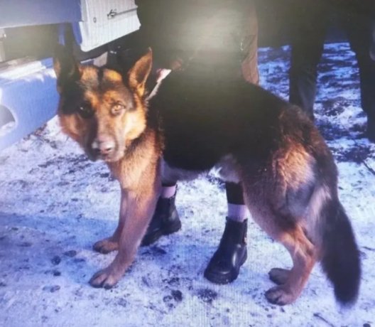 Фото: СУ СК по Красноярскому краю и Хакасии