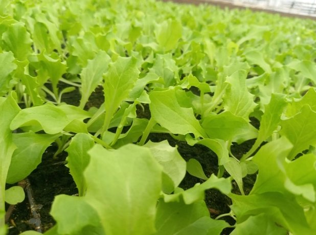 Фото: Управление Россельхознадзора по Хакасии и Тыве