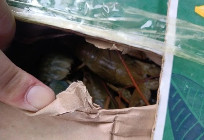 Фото: Управление Россельхознадзора по Хакасии и Тыве