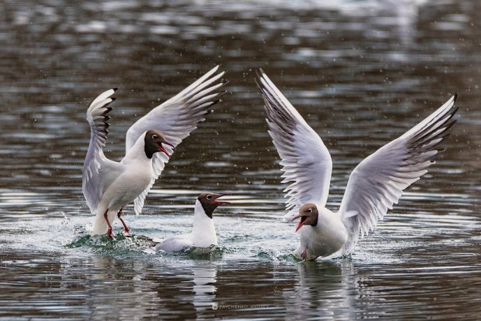 Фото: Андрей Зайченко