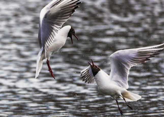 Фото: Андрей Зайченко
