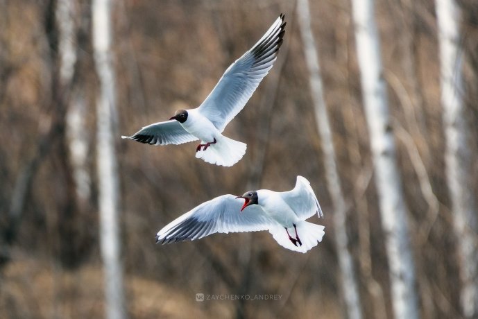 Фото: Андрей Зайченко
