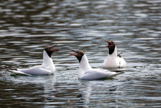 Фото: Андрей Зайченко