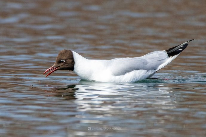 Фото: Андрей Зайченко