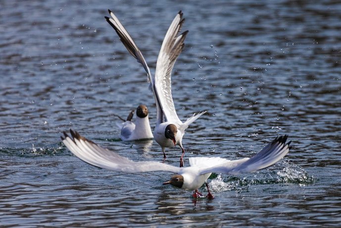 Фото: Андрей Зайченко