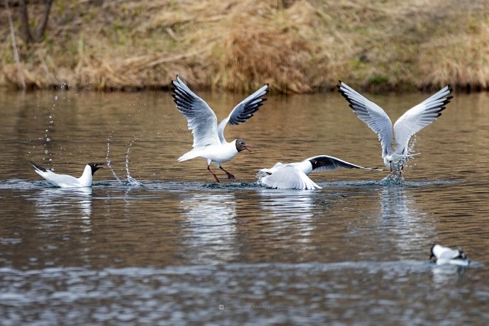 Фото: Андрей Зайченко