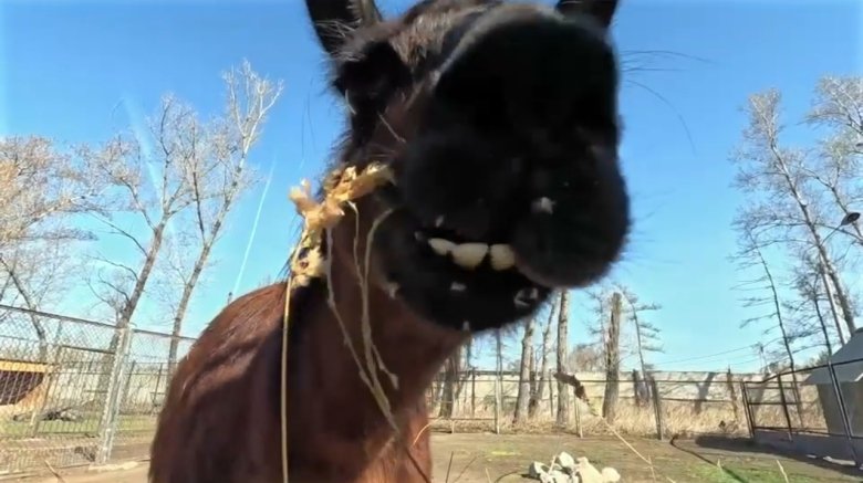 Фото: Стопкадр видео Минприроды Хакасии