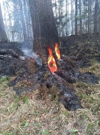 Фото: Минлес Хакасии
