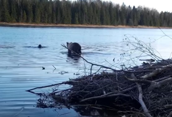 Фото: стоп-кадр видео Нижне-Свирского заповедника