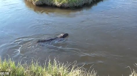 Фото: Стопкадр видео Минприроды Хакасии
