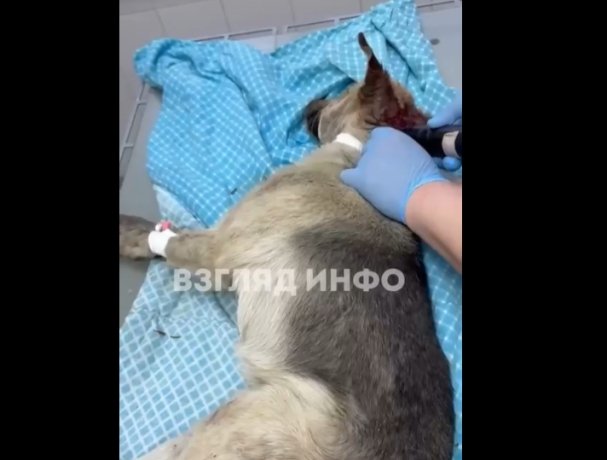 Стоп-кадр видео Взгляд Инфо