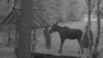 Фото: Стопкадр видео фотоловушки в Саяно-Шушенском заповеднике