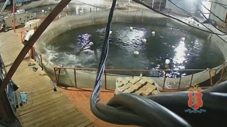 Фото: Стопкадр видео МВД по Красноярскому краю