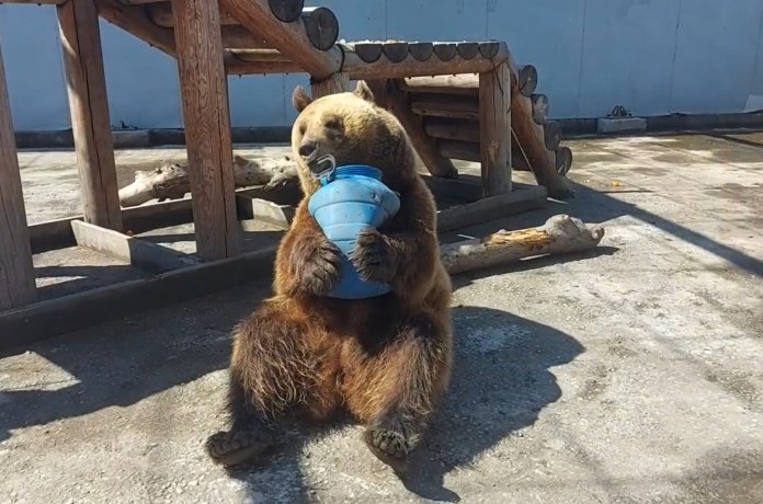 Фото: стоп-кадр видео зоопарка Абакана