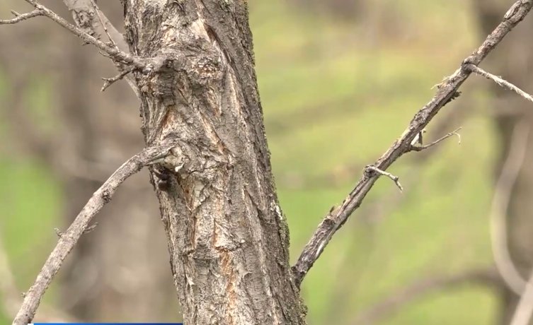 Фото: стоп-кадр видео программы «Вести. Хакасия»