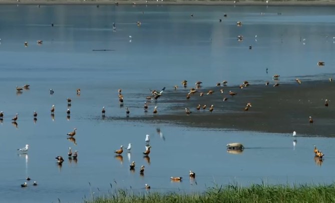 Стоп-кадр видео Минприроды Хакасии