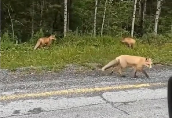 Фото: стоп-кадр видео заповедника «Хакасский»