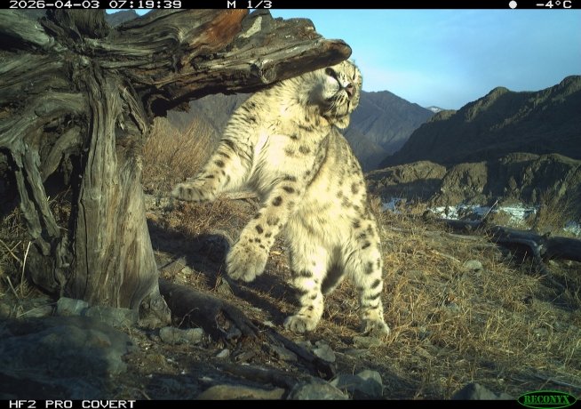Фото: Саяно-Шушенский заповедник