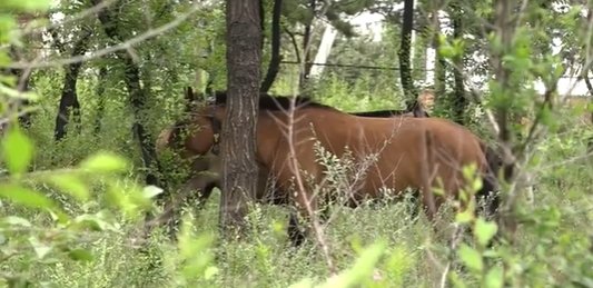 Фото: Стопкадр видео "Черногорск Информ"