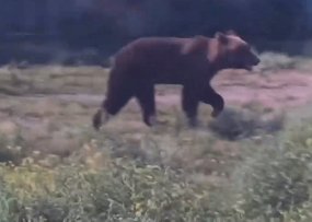 Фото: Стопкадр видео Игоря Арчимаева