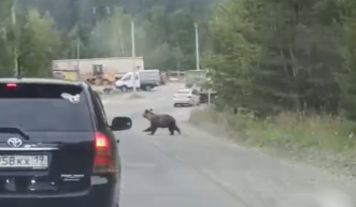 Фото: Стопкадр видео АДИ19