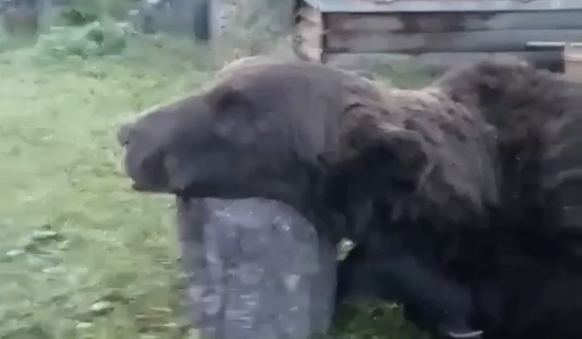 Фото: стоп-кадр видео АДИ19