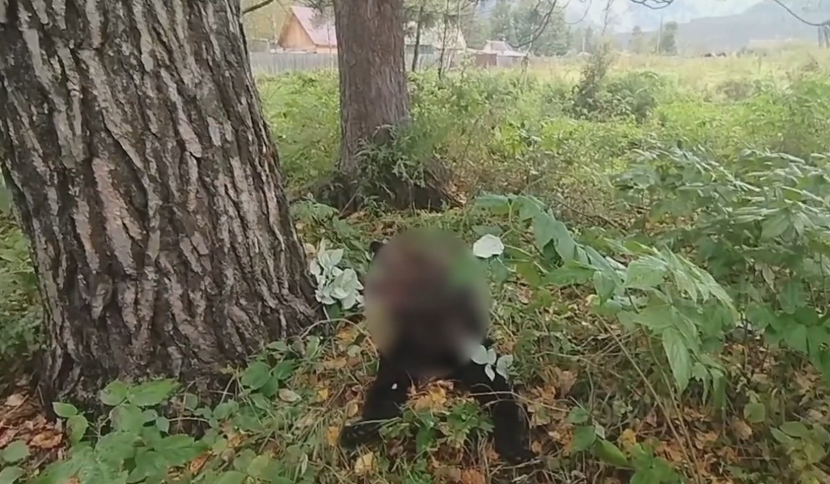 Фото: Стопкадр видео NotaBene