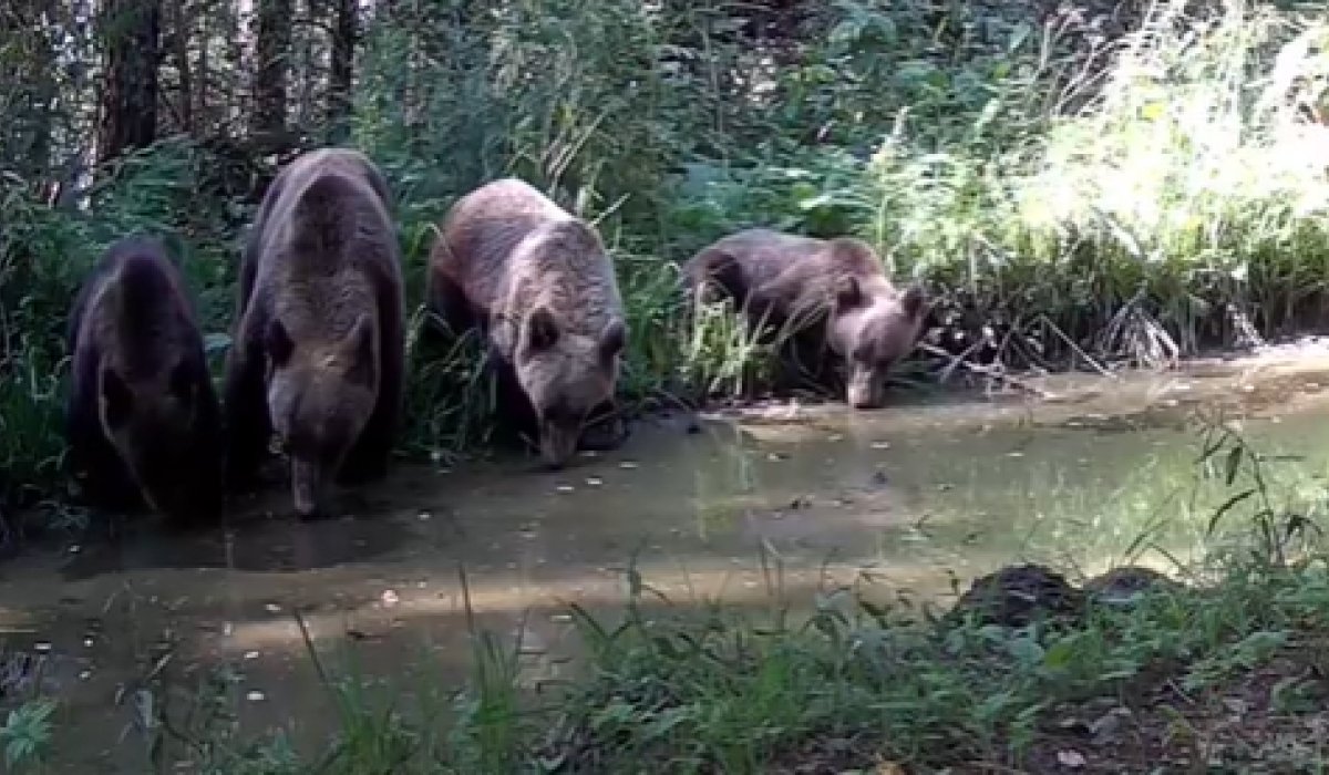 Фото: Стопкадр видео Саяно-Шушенского заповедника