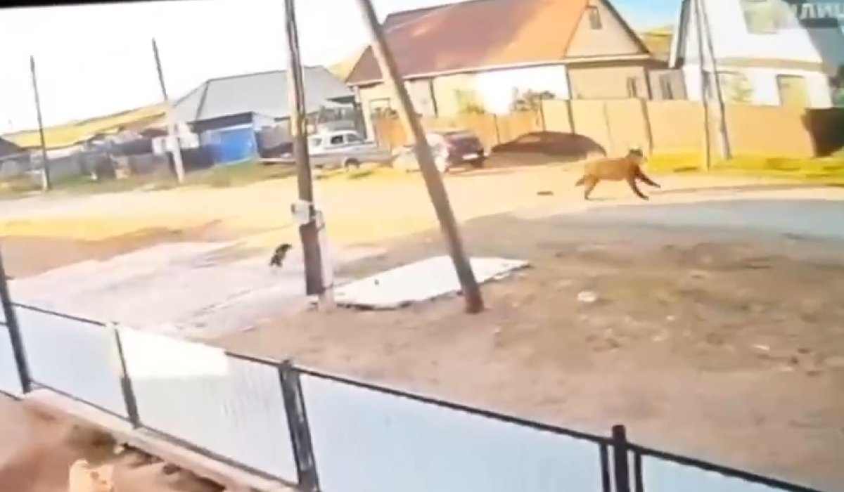 Фото: Стопкадр видео из канала "Про Хакасию" / Макс