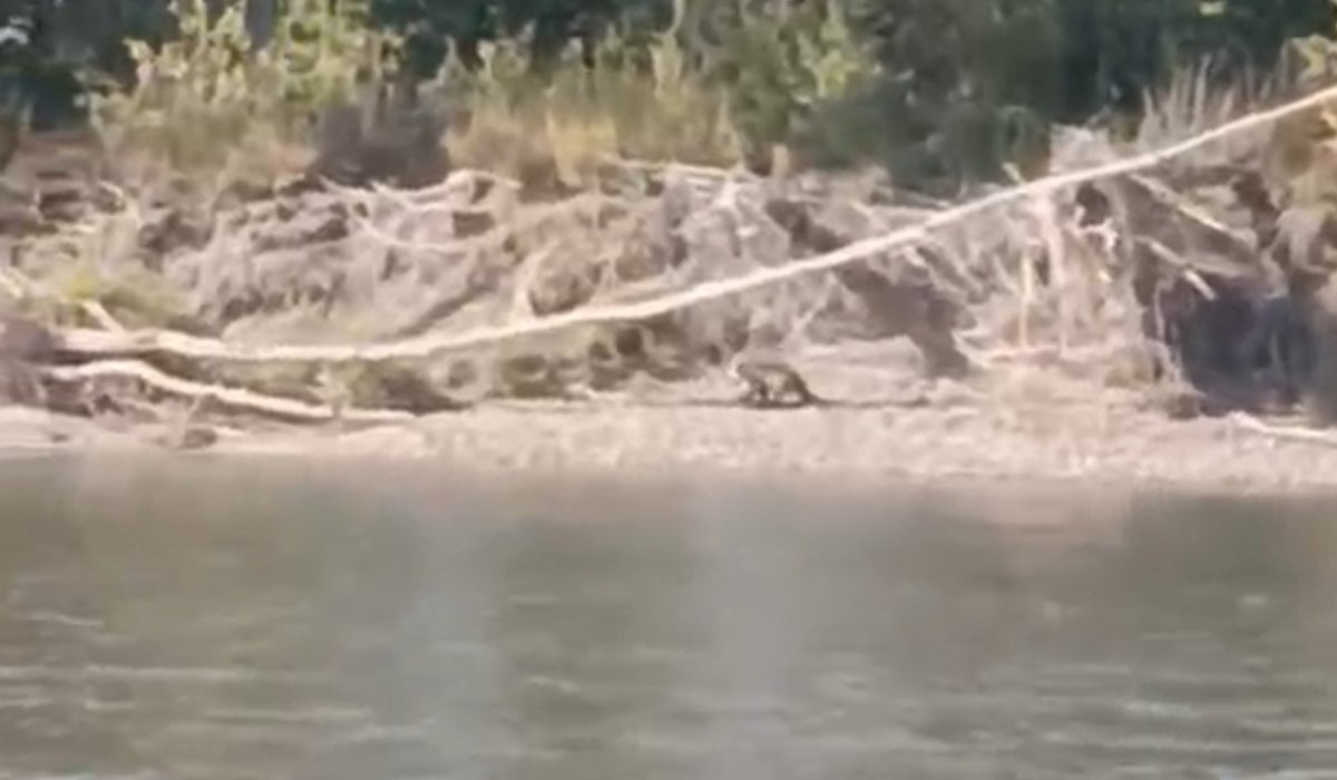 Фото: Стопкадр видео из соцсетей