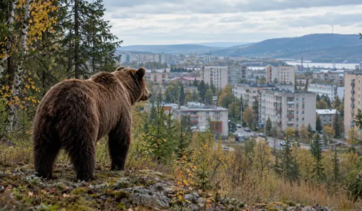 Фото: Коллаж Царьграда