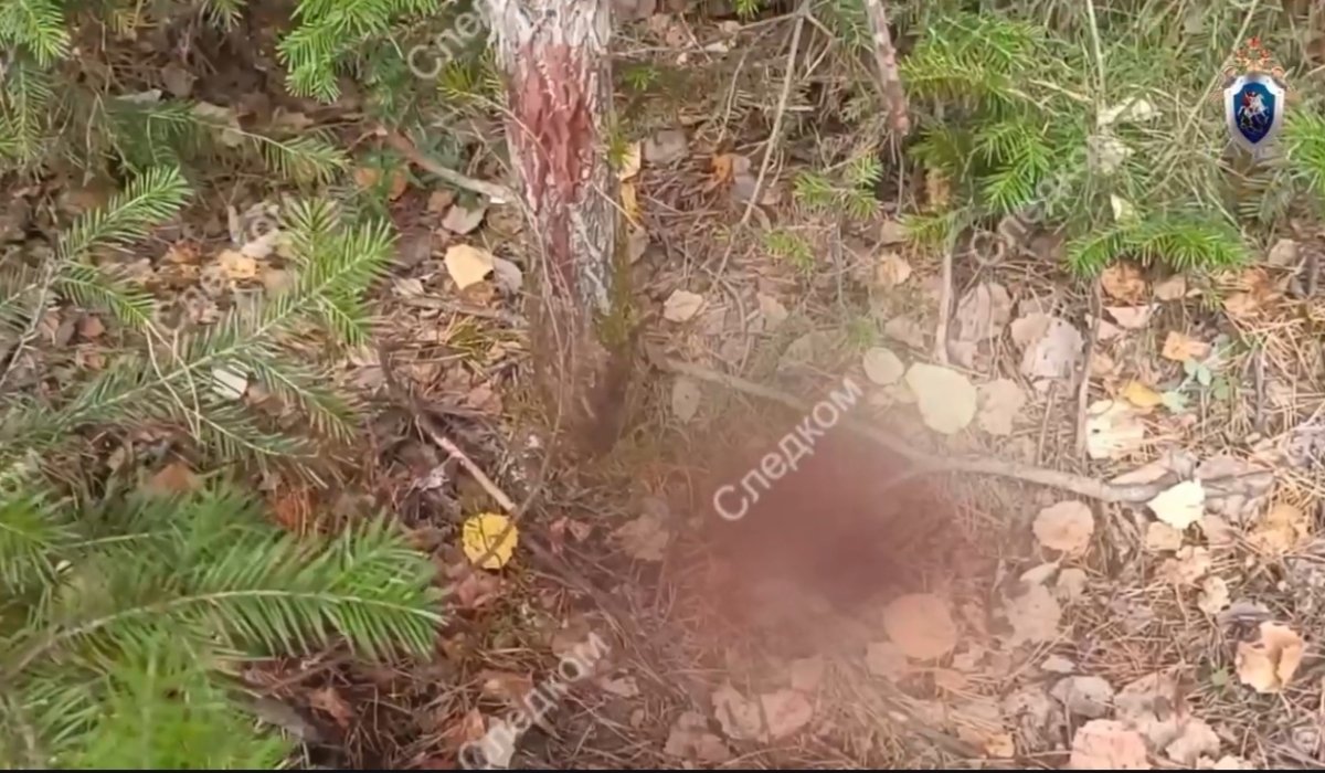 Фото: Стопкадр видео СУ СК России по Красноярскому краю и Хакасии 