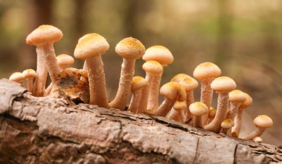 Фото: © Артем Геодакян/ ТАСС