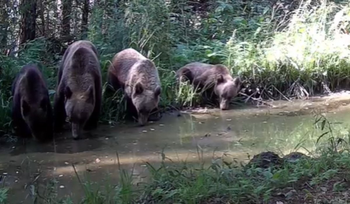 Фото: Стопкадр видео Саяно-Шушенского заповедника