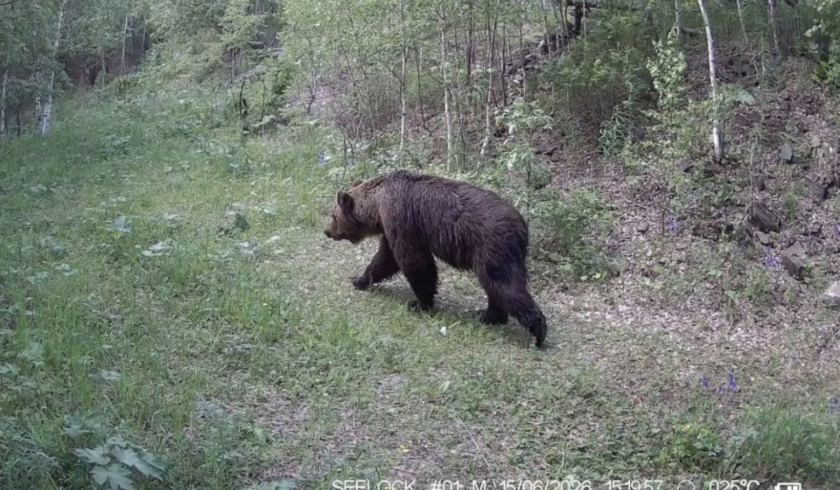 Фото: Саяно-Шушенский заповедник 