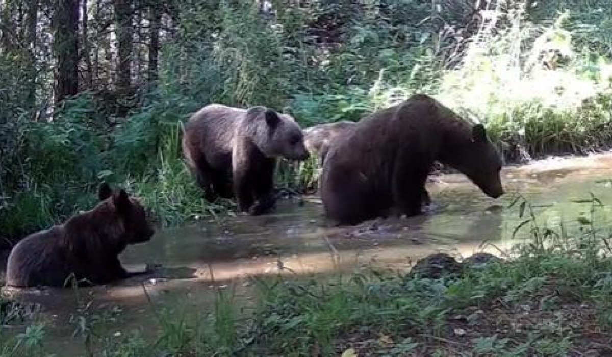Фото: Саяно-Шушенский заповедник 