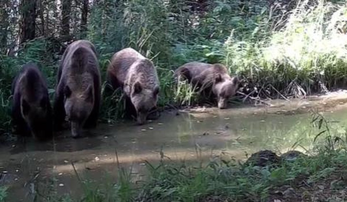 Фото: Саяно-Шушенский заповедник 