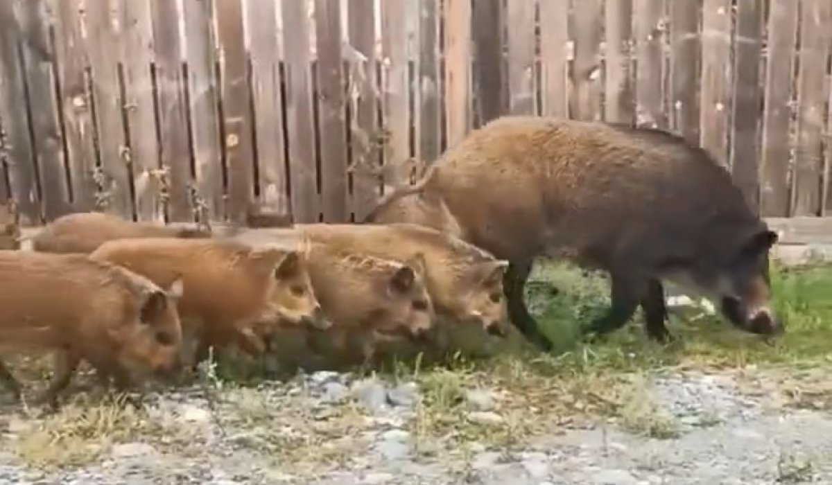 Фото: Стопкадр видео из чата "Сорские вести" 