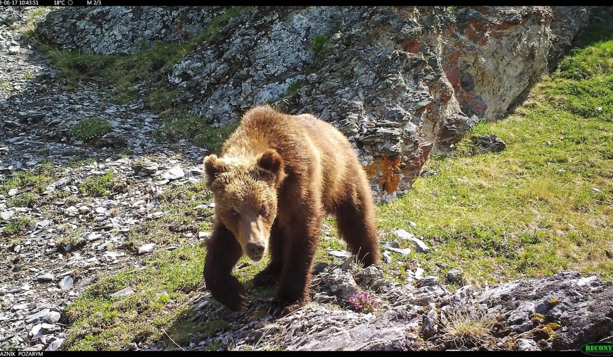 Фото: Заповедник "Хакасский"