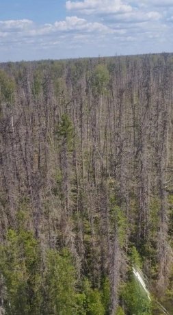 Фото: Лесопожарный центр Красноярского края