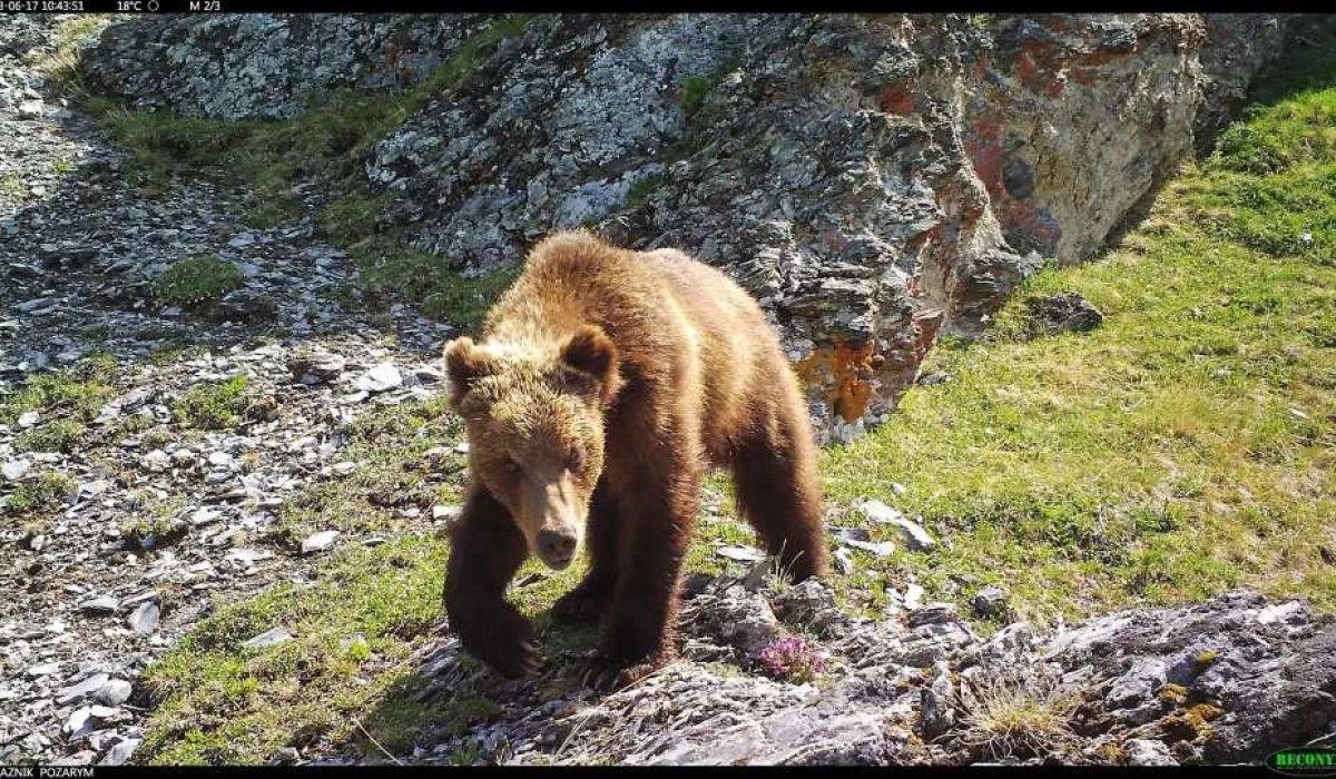 Фото: заповедник «Хакасский»