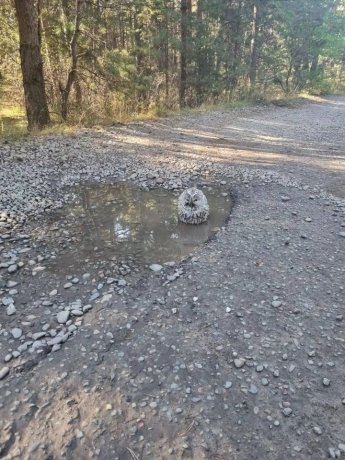 Фото: бригадира Минусинской лесопожарной станции Василия Мананенкова
