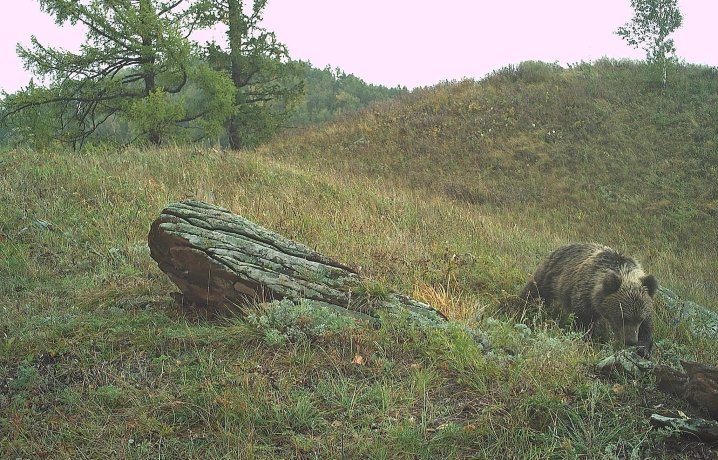 Фото: Заповедник "Хакасский"