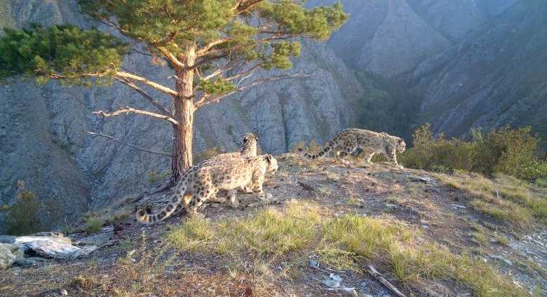 Фото: Саяно-Шушенский заповедник