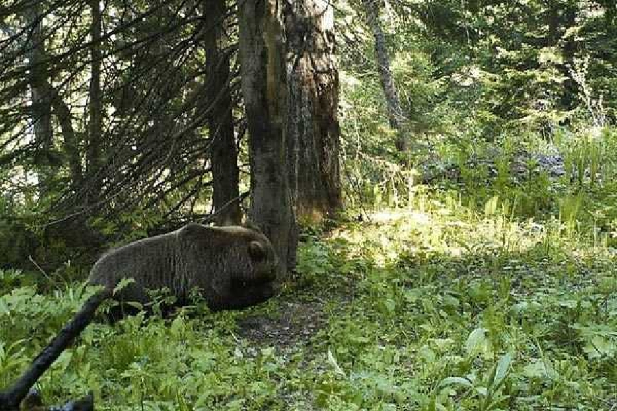 Фото: заповедник «Столбы»